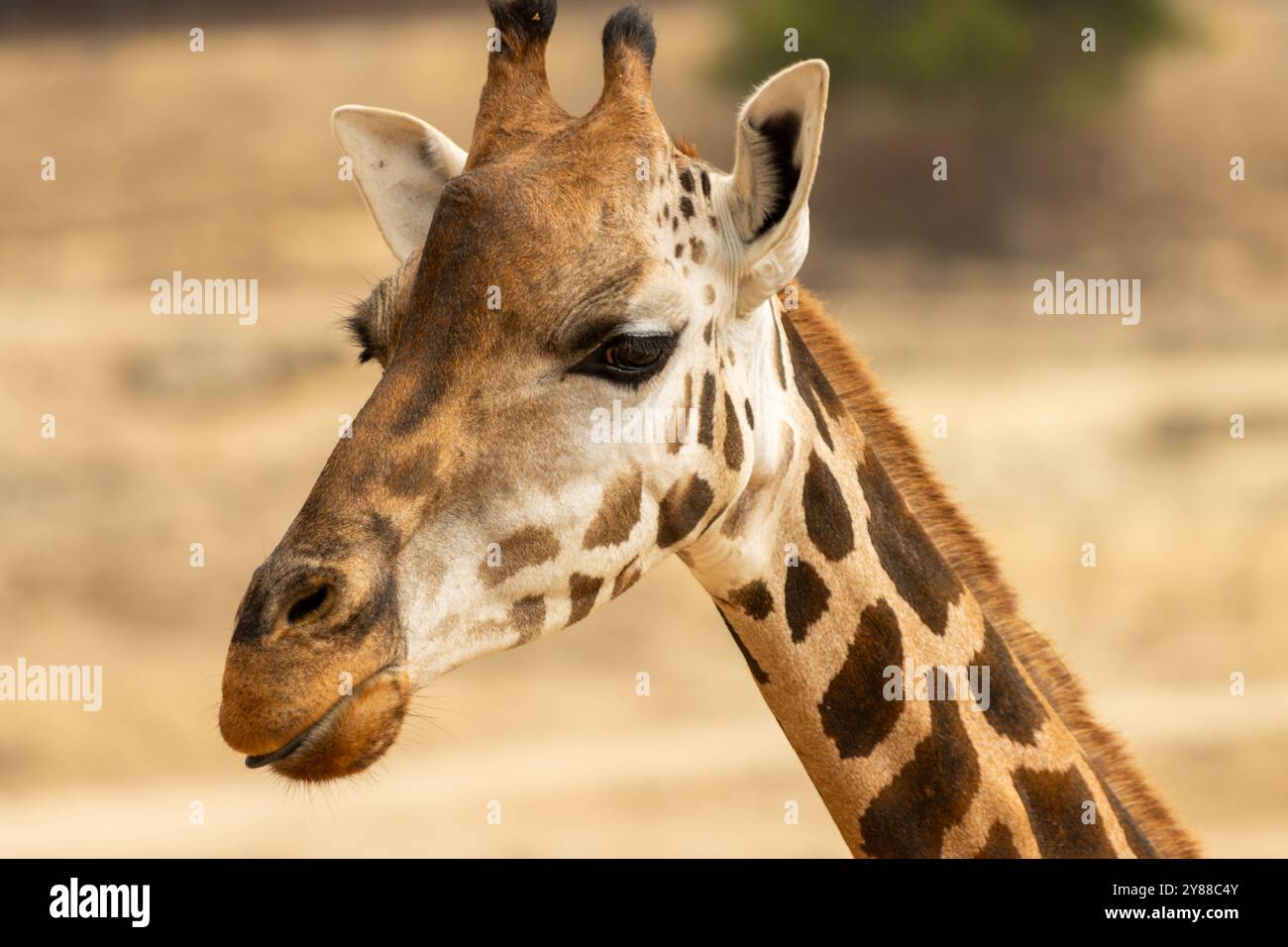 Questa immagine presenta una vista ravvicinata della testa e del collo di una giraffa, che mostra le sue macchie marroni e gli ossiconi Foto Stock