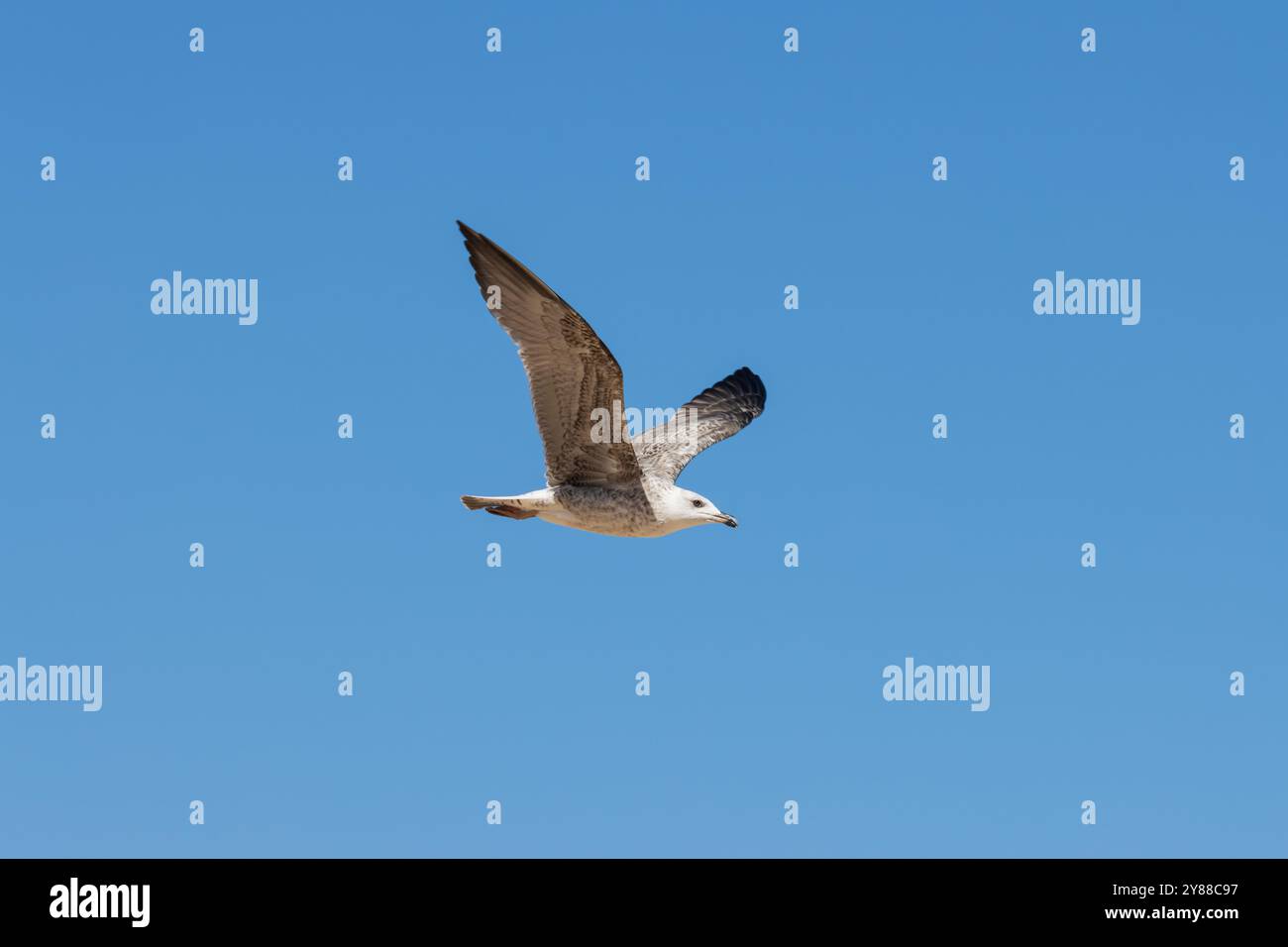 Questa immagine cattura un gabbiano in volo contro un cielo azzurro. Le ali del gabbiano sono completamente estese, mostrando il suo piumaggio e la sua struttura alare. Foto Stock