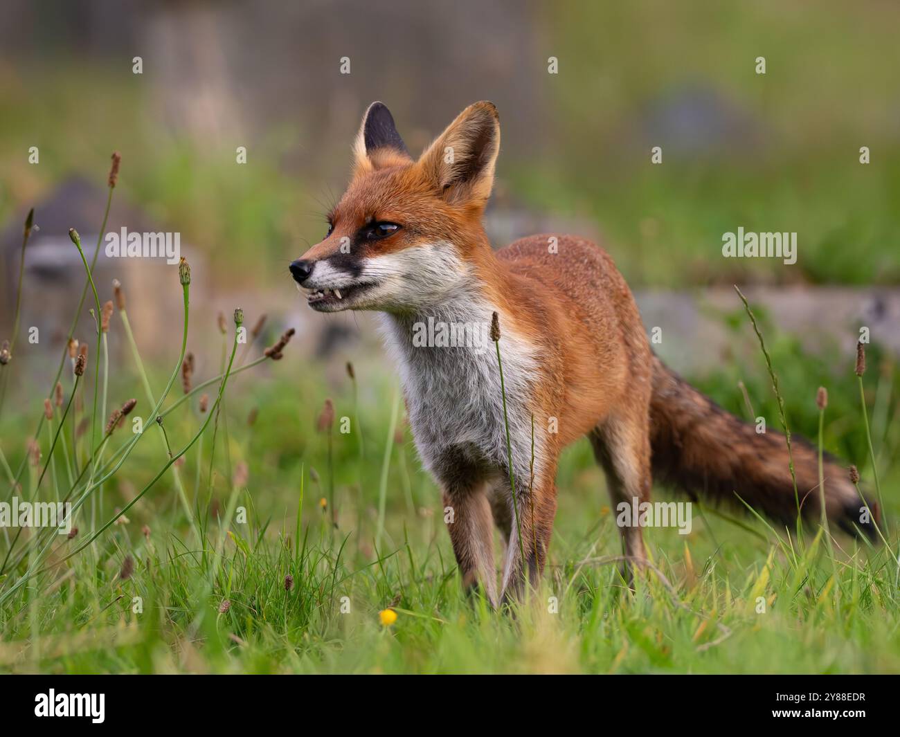 Giovane volpe rossa piena di carattere [vulpes vulpes] a Bristol nel Regno Unito Foto Stock