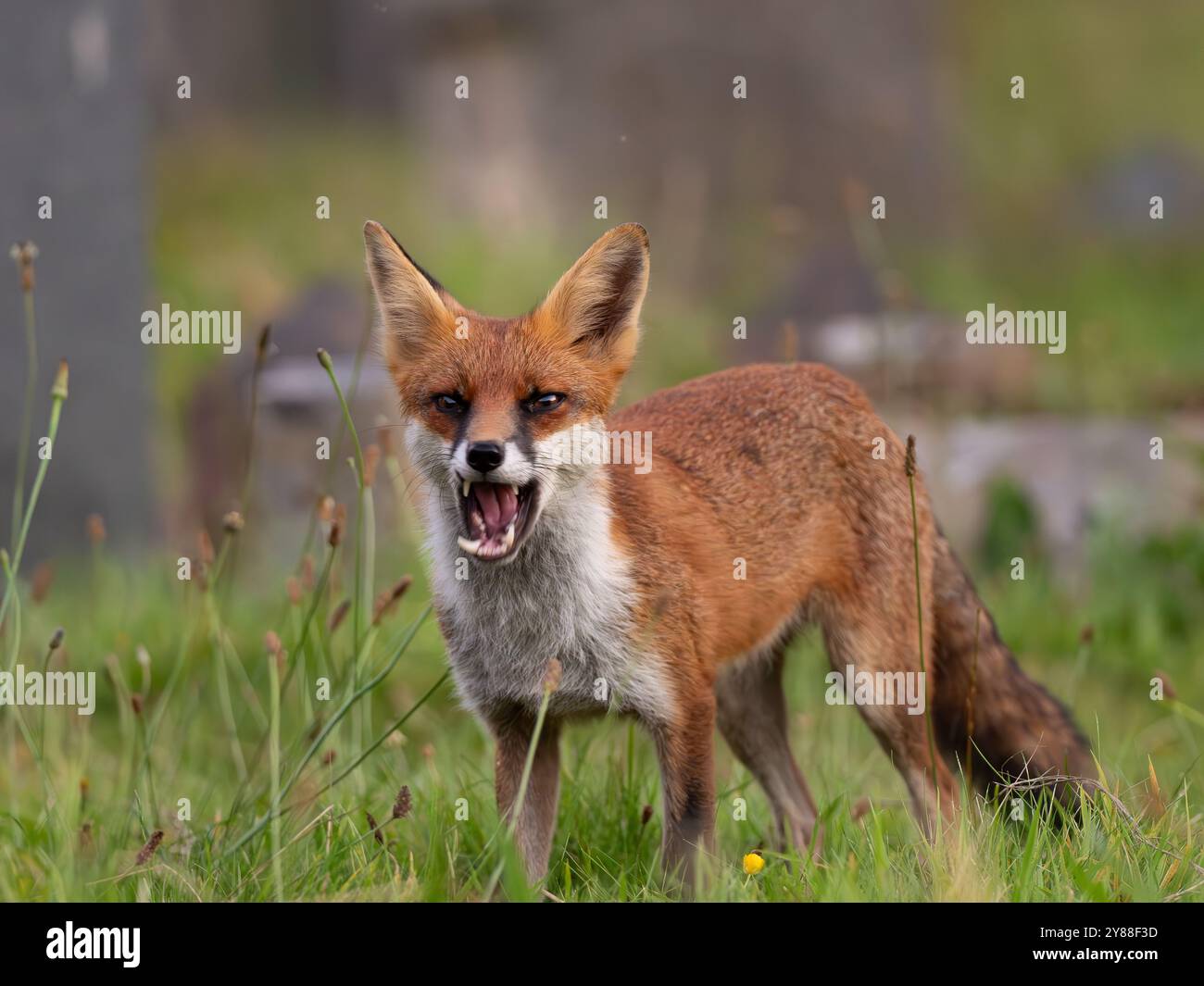Giovane volpe rossa piena di carattere [vulpes vulpes] a Bristol nel Regno Unito Foto Stock