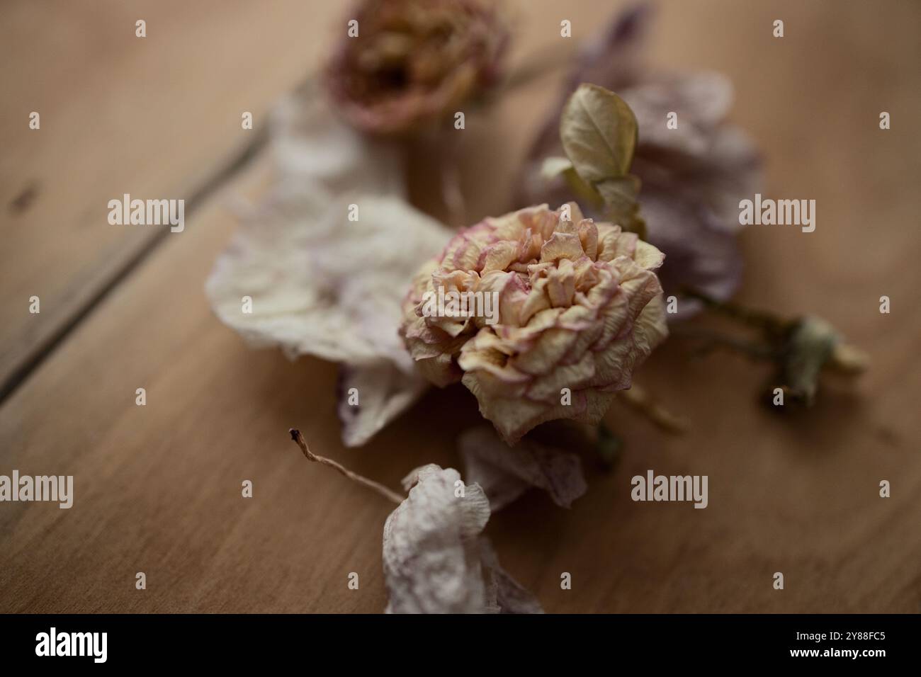 In questa scena autunnale, i fiori secchi riposano su uno sfondo rustico in legno per essere conservati in vasetti mason. I vasetti conserveranno i petali di rosa essiccati. Foto Stock