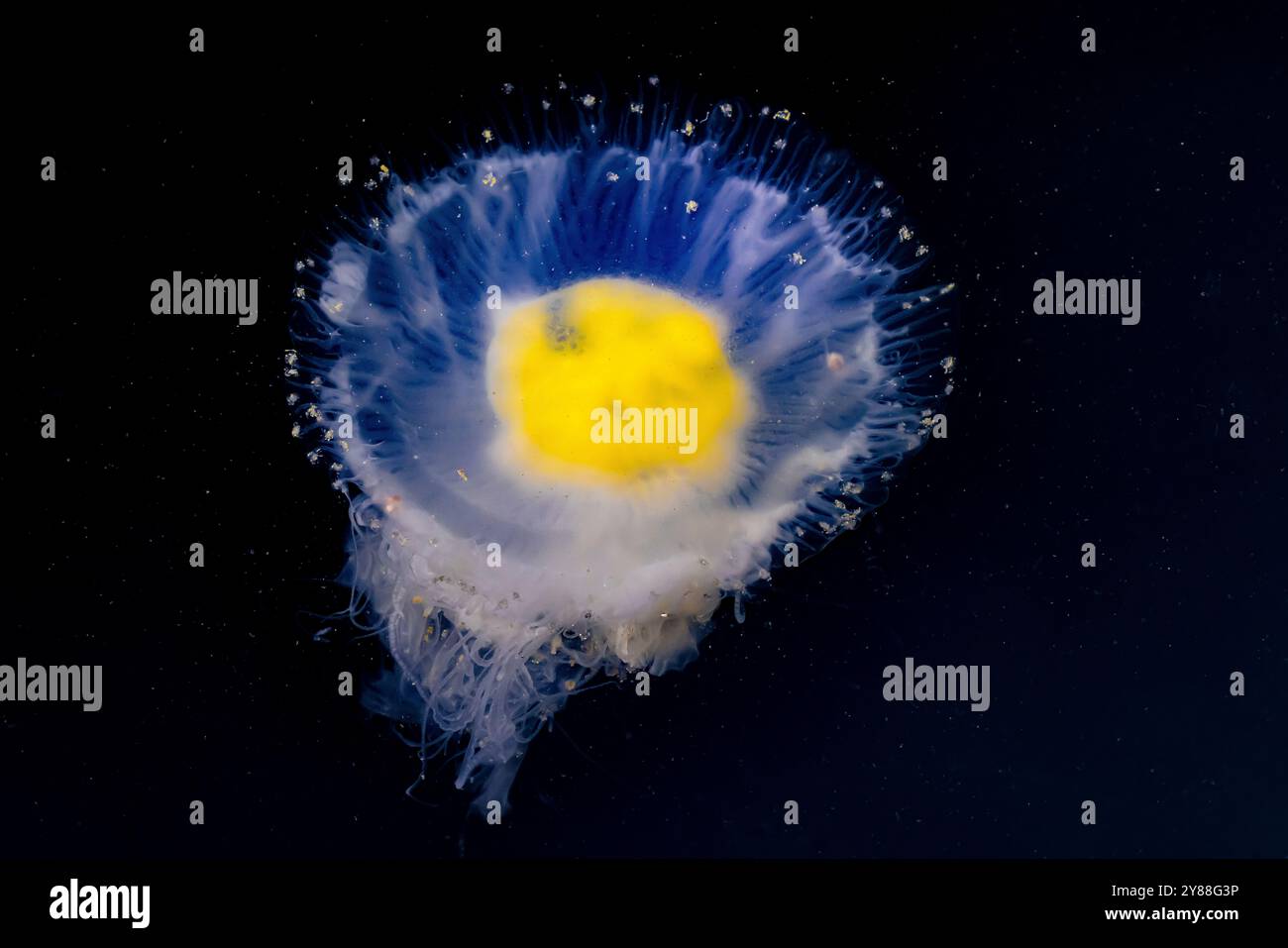 Fried Egg Jelly, Phacellophora camtschatica, in the Bremerton Marina, Bremerton, Washington State, USA Foto Stock