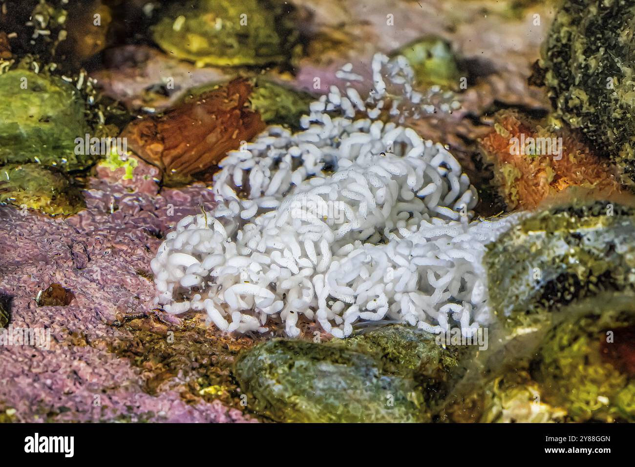 Uova di Nudibranch dalle corna spesse, Hermissenda crassicornis, nella marina di Bremerton, Bremerton, Washington State, Stati Uniti Foto Stock