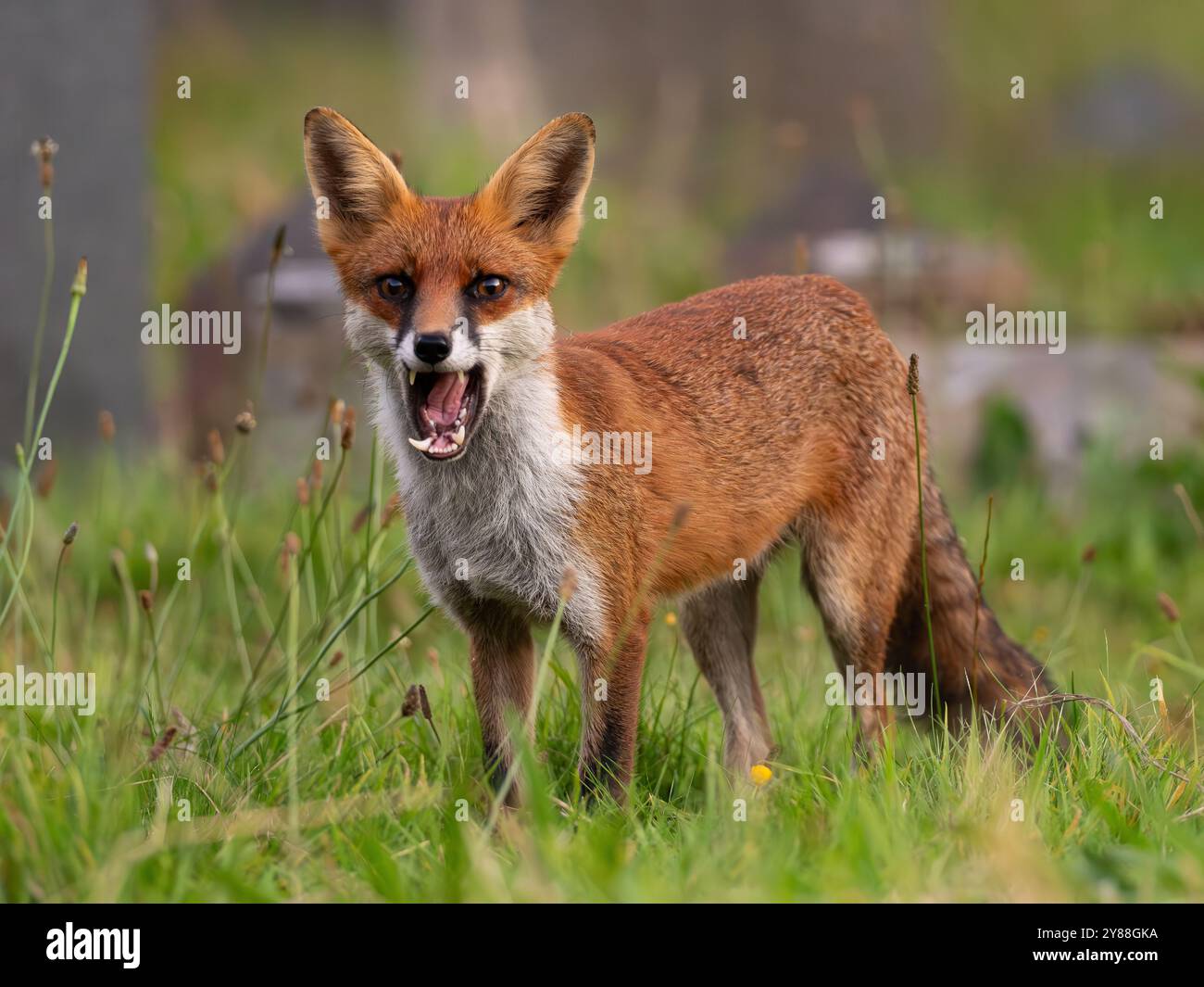 Giovane volpe rossa piena di carattere [vulpes vulpes] a Bristol nel Regno Unito Foto Stock