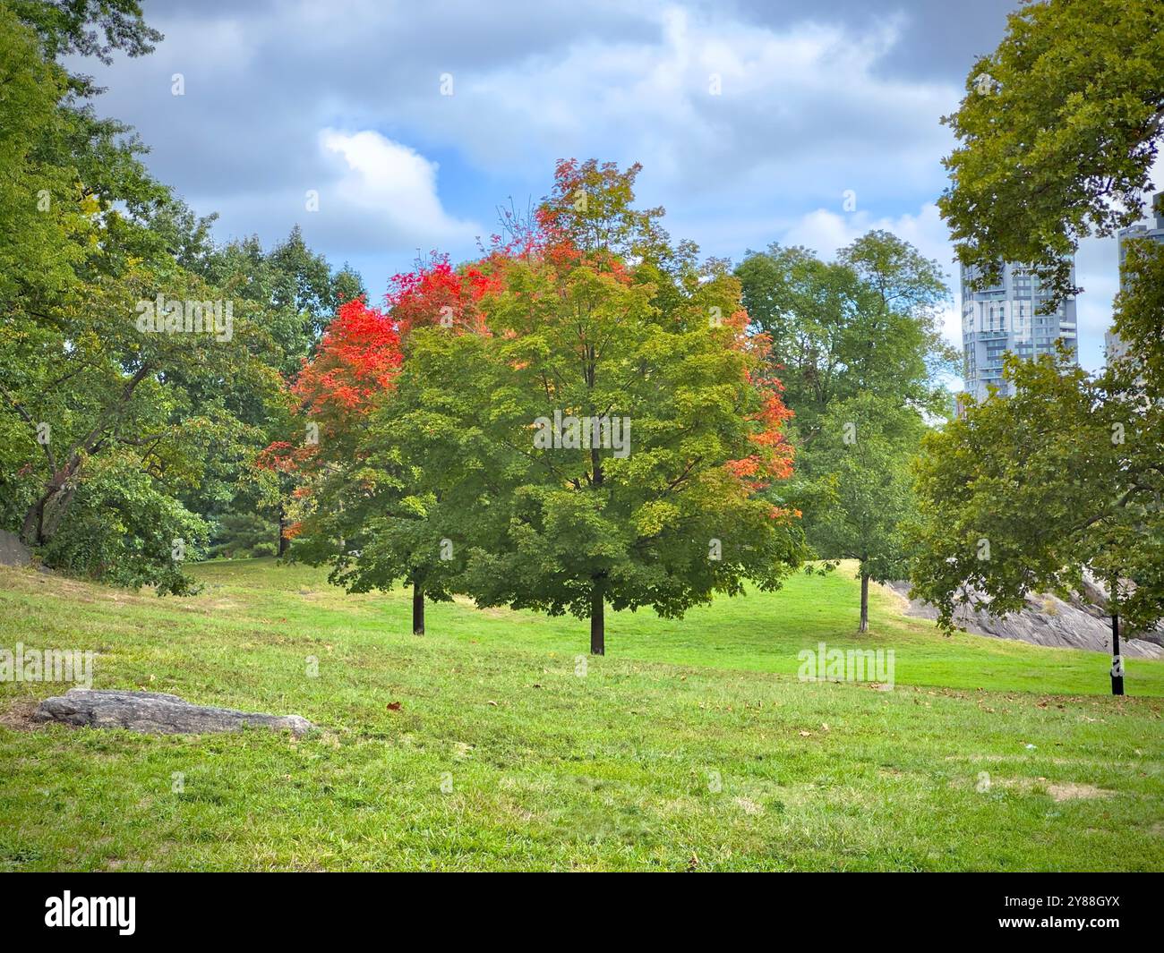 L'albero autunnale di New York a Central Park Foto Stock