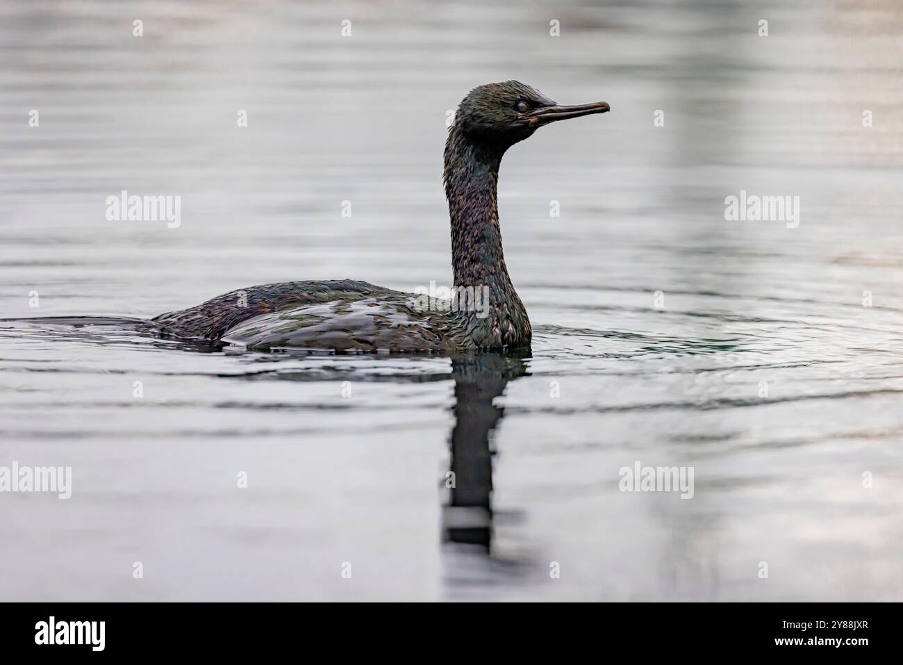 Cormorano pelagico, Urile pelagicus, pesca nel porticciolo di Bremerton, Bremerton, Washington State, Stati Uniti Foto Stock