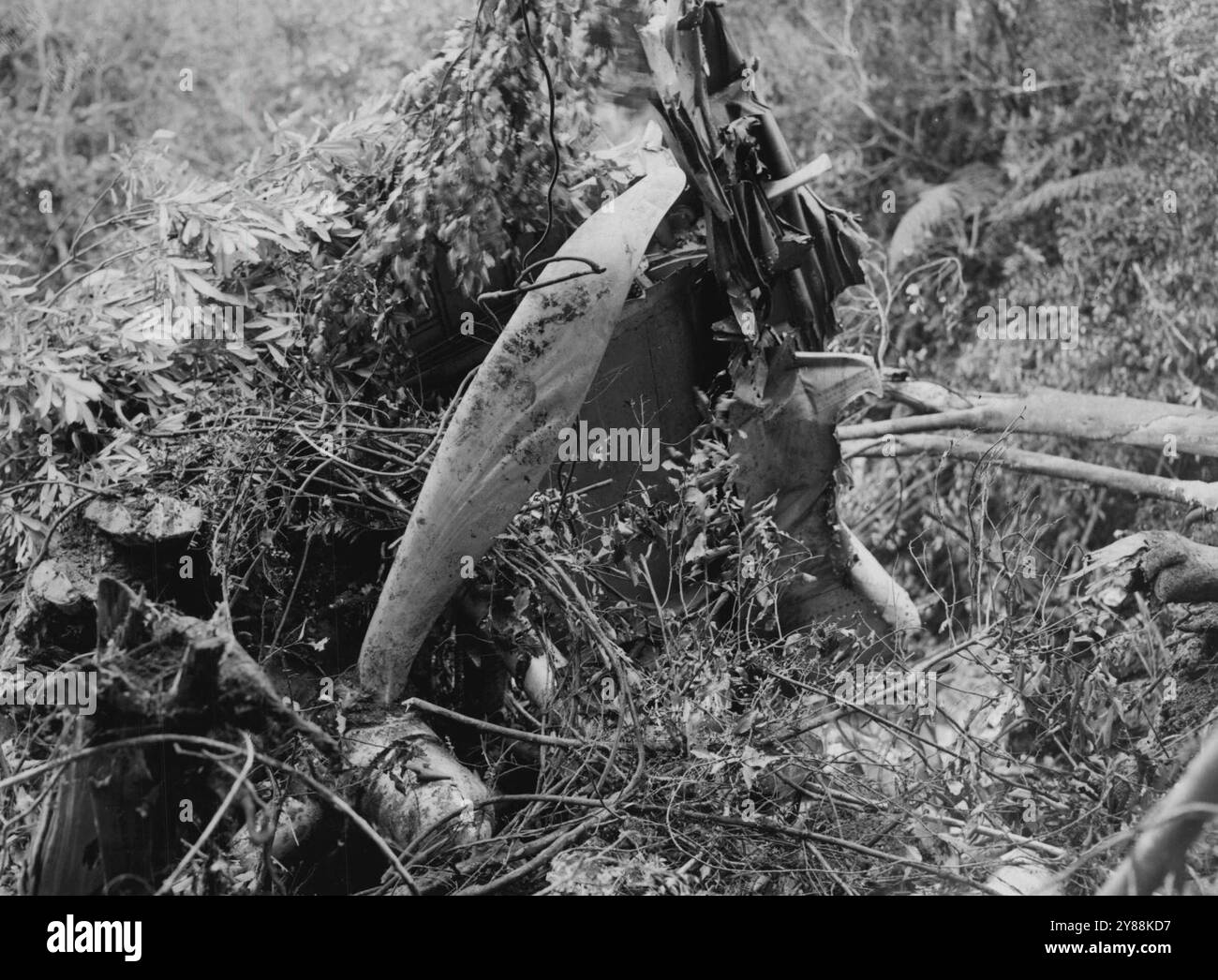 Quindici vite perse in un incidente aereo a Tararuas anno Wellington, venerdì 18 marzo. Parte di una vite ad aria e di un motore quasi sepolti in una fitta vegetazione. 23 marzo 1949. (Foto di N.Z. Herald). Foto Stock