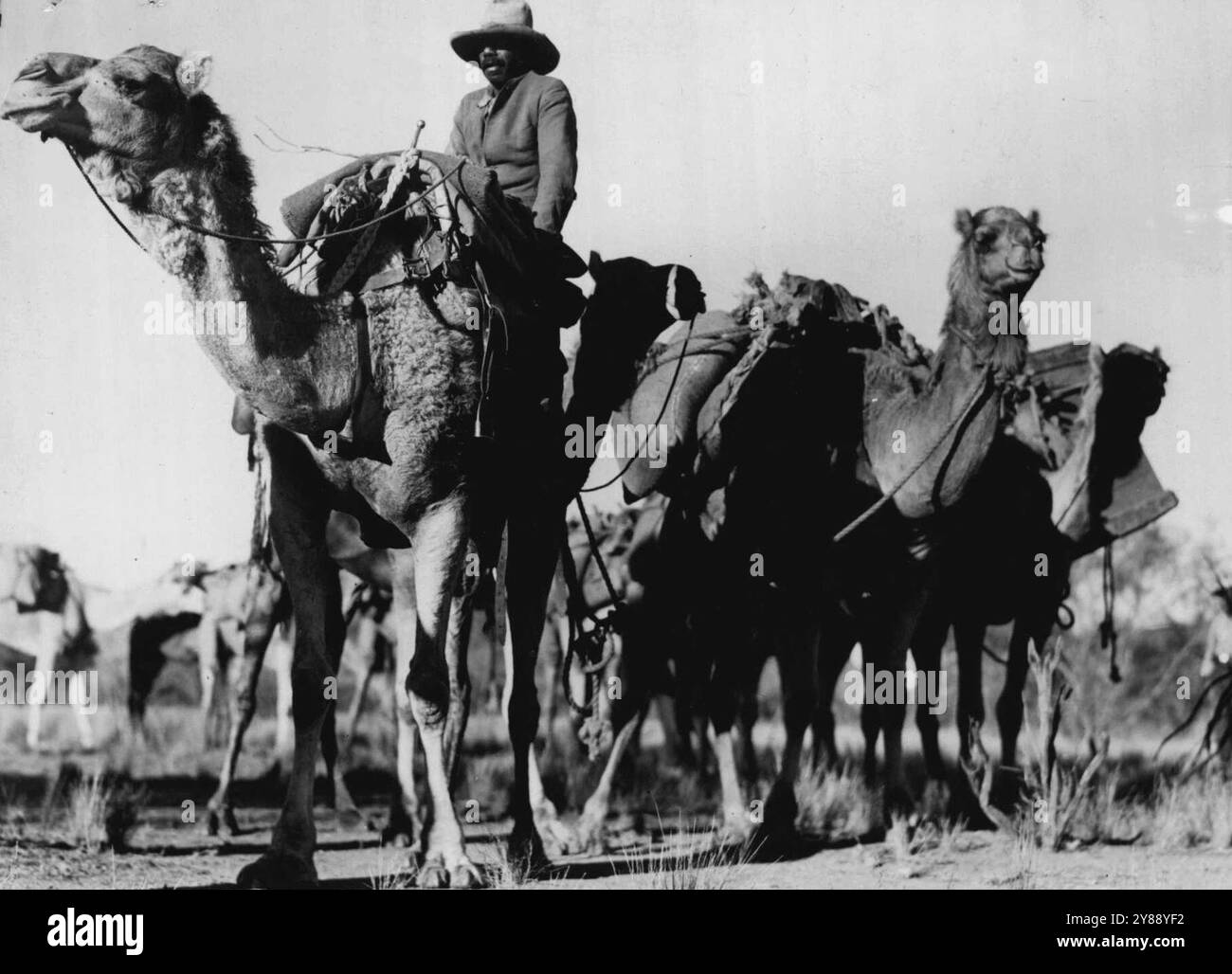 In una base operativa non rivelata - "gli aborigeni australiani usano una squadra di cammelli per trasportare rifornimenti a un avamposto alleato". 24 agosto 1942. (Foto di Commonwealth deportment of Information). Foto Stock