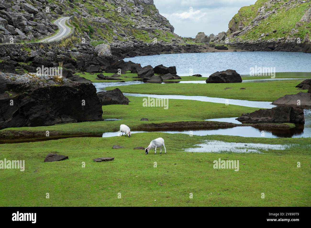 Pecore al pascolo presso il Lago Nero nel Gap of Dunloe, Contea di Kerry, Irlanda Foto Stock