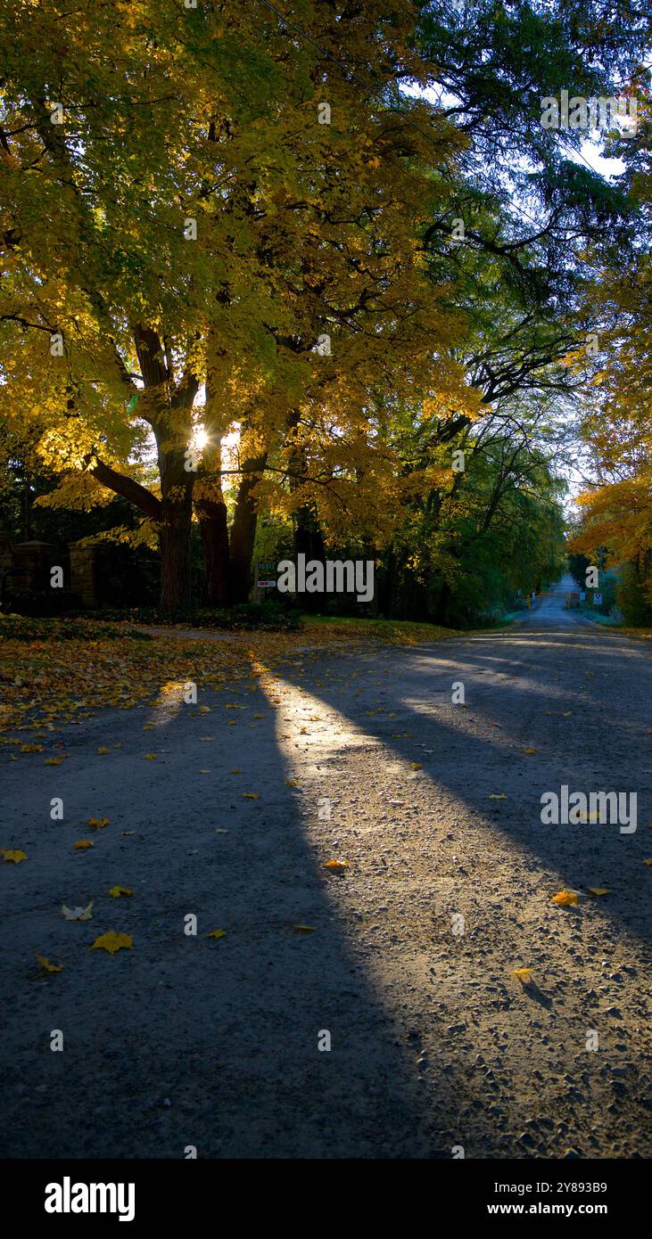 Strada di campagna con colore delle foglie autunnali e lente svasata Foto Stock Strada di campagna con colore delle foglie autunnali e lente svasata Foto Stock