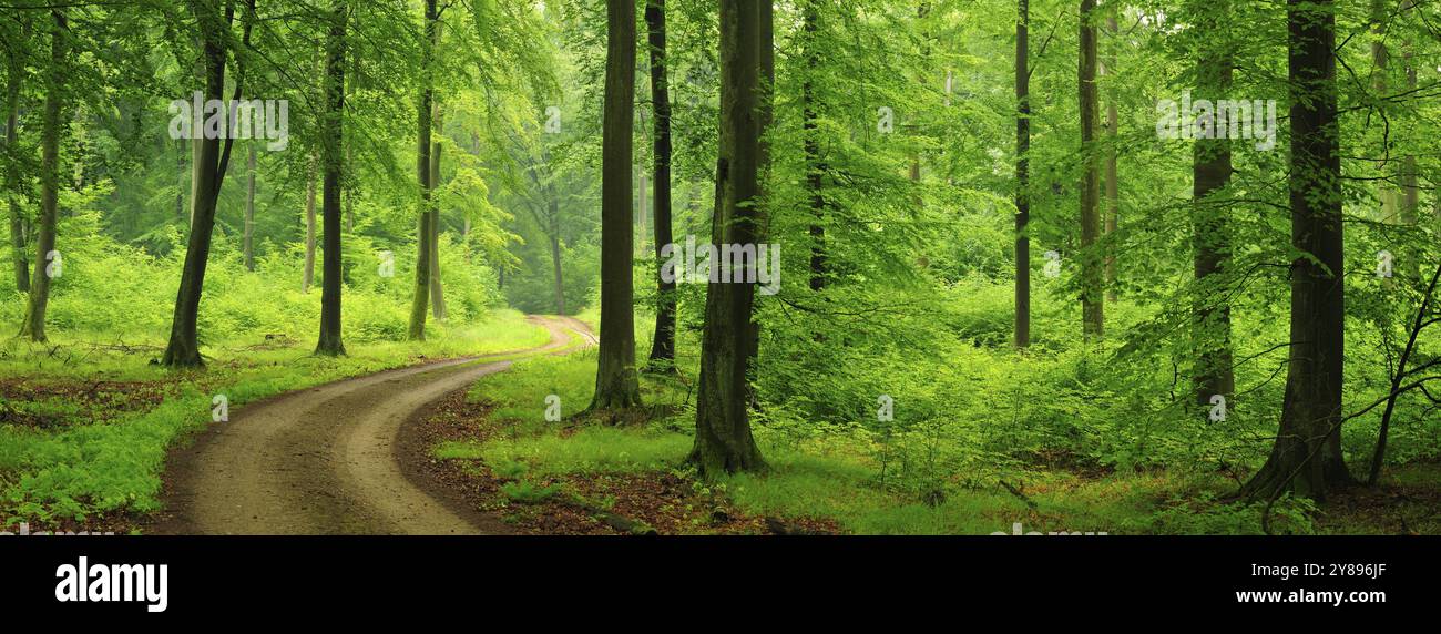 Sentiero escursionistico attraverso la verde foresta di faggi fino all'Heilige Hallen, riserva forestale naturale nel parco naturale Feldberger Seenlandschaft, Meclemburgo-ovest Foto Stock