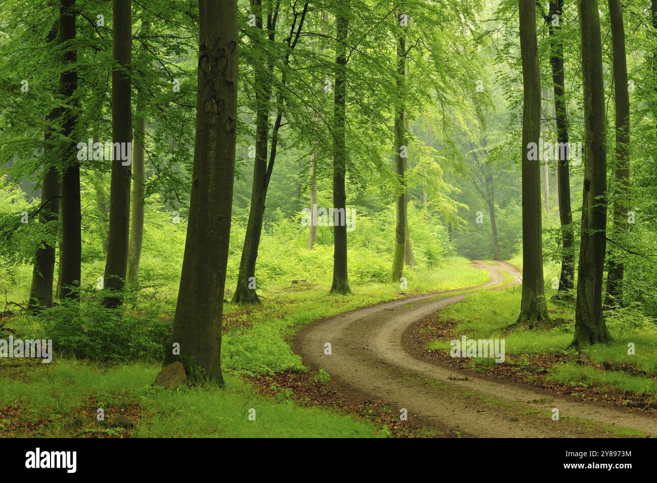 Sentiero escursionistico attraverso la verde foresta di faggi fino all'Heilige Hallen, riserva forestale naturale nel parco naturale Feldberger Seenlandschaft, Meclemburgo-ovest Foto Stock
