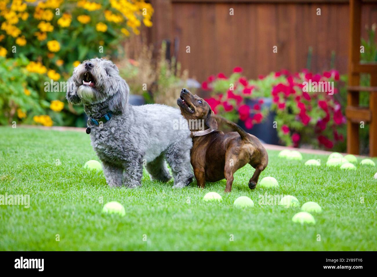 Un guodle e un dachshund che giocano a pescare nel cortile di casa. Foto Stock