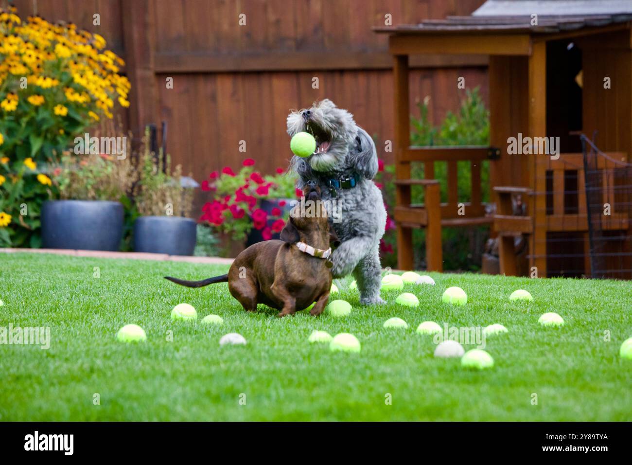 Un guodle e un dachshund che giocano a pescare nel cortile di casa. Foto Stock