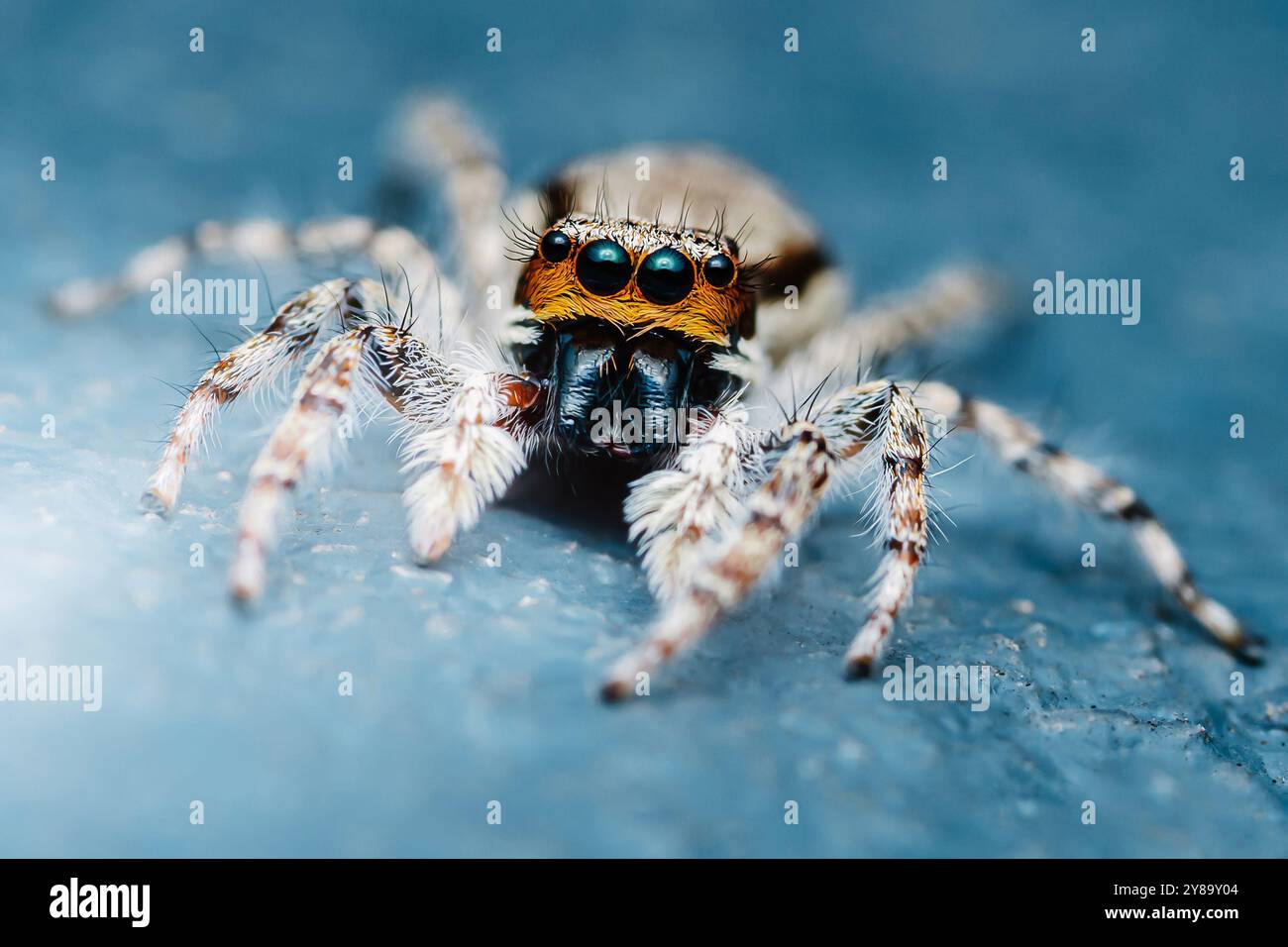 Salta ragno su una superficie blu in natura, mostrando i suoi dettagli intricati e l'aspetto esotico, perfetto per progetti naturalistici. Foto Stock