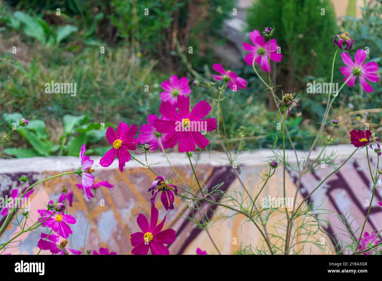 Fiori rosa scuro con centri gialli su steli sottili. Caudato COSMOS. Foto Stock