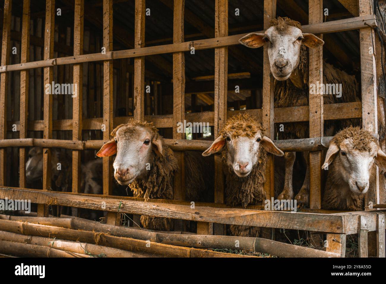 Pecora in una penna di legno che guarda fuori da un fienile Foto Stock