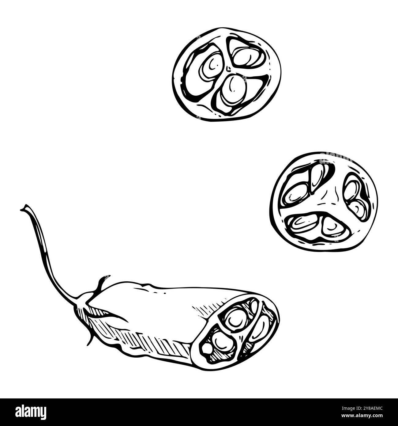 Peperoncino messicano, ingrediente per insalata jalapeno habanero di verdure piccanti. Illustrazione isolata del vettore di inchiostro disegnata a mano. Snack bar di design, consegna a domicilio Illustrazione Vettoriale