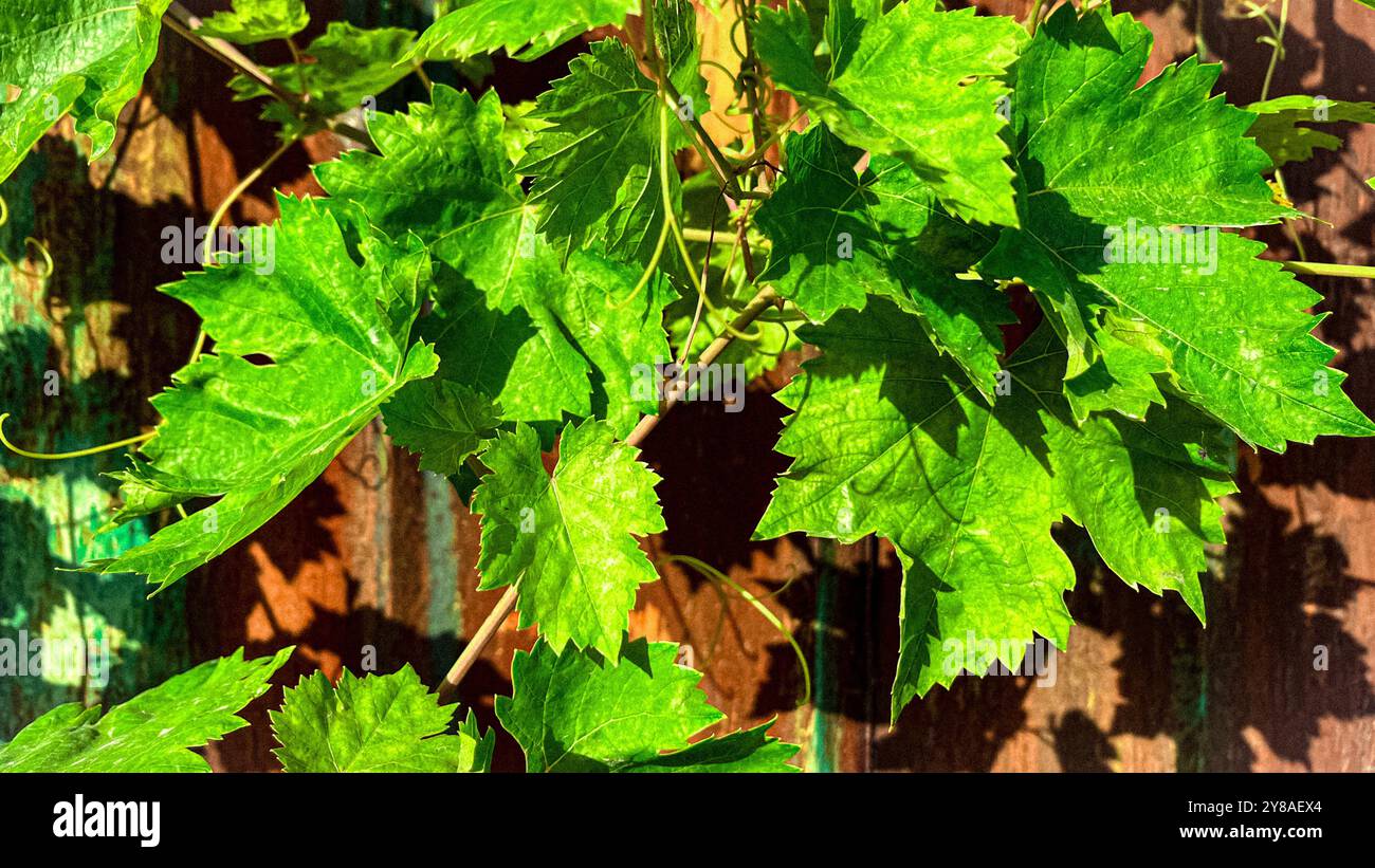 Il contrasto tra il ricco potere del verde e la ruvida trama del metallo crea un'atmosfera di fascino naturale e urbano - Immagine stock catturata con smartphone