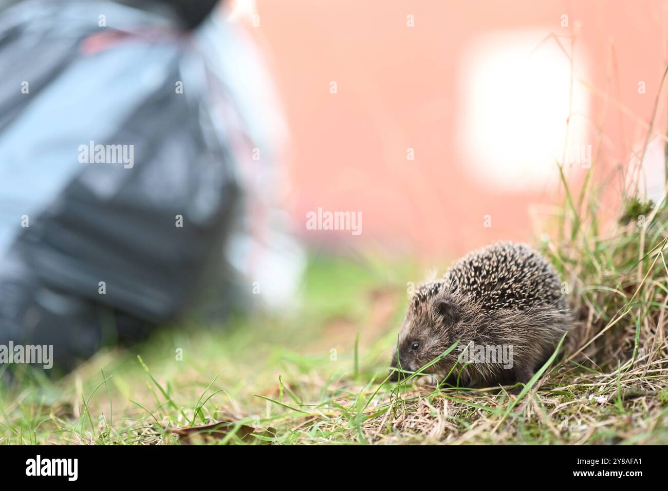 Junger Igel auf Nahrungssuche Ein Igel sitzt an einem Baum im Gras. Im Hintergrund stehen Müllsäcke. Leer Niedersachsen Deutschland *** giovane riccio in cerca di cibo Un riccio siede su un albero nell'erba sullo sfondo sono sacchi di spazzatura vuoti bassa Sassonia Germania Copyright: Xdiebildwerftx Foto Stock