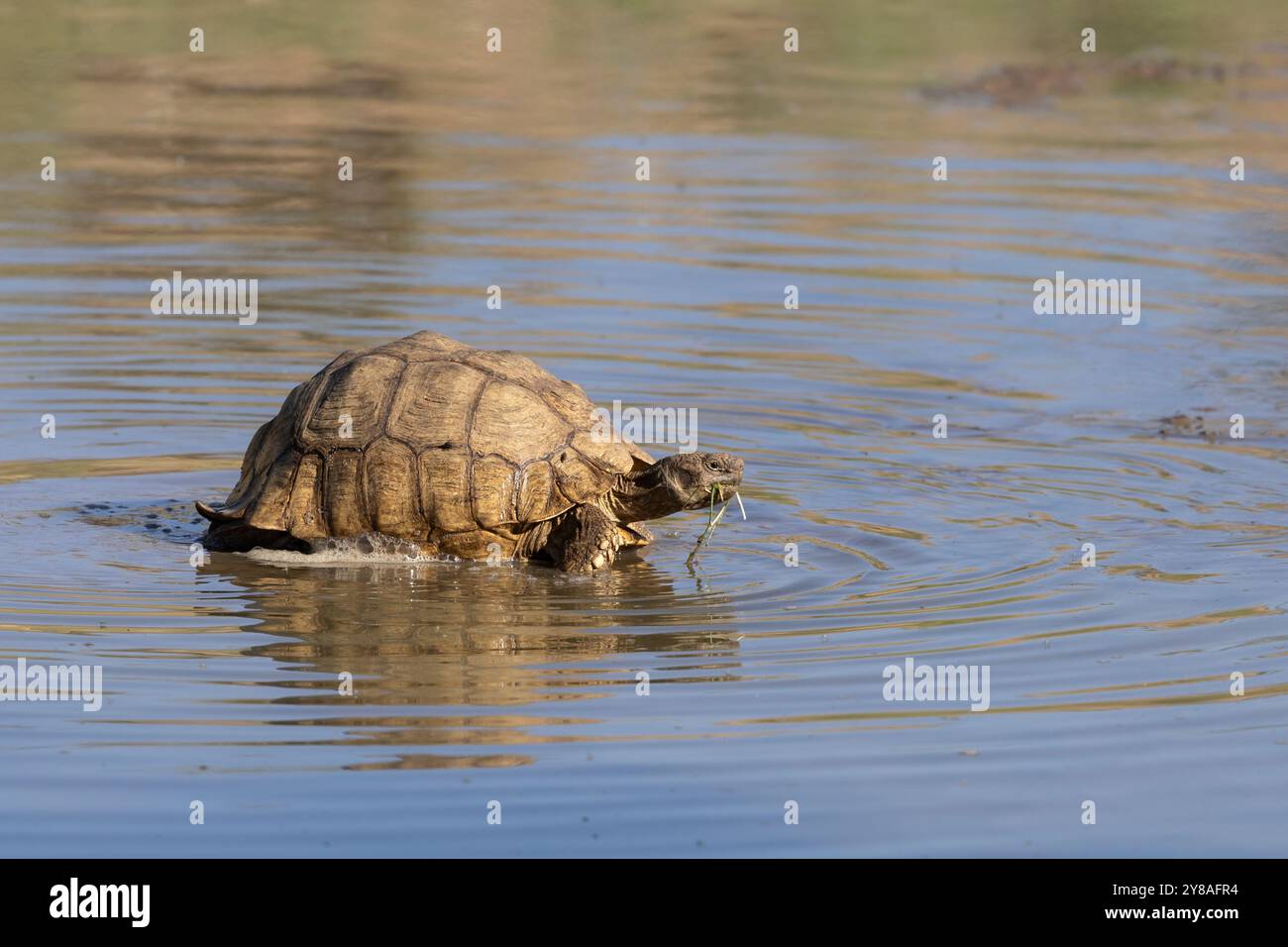 Tartaruga leopardata (Stigmochelys pardalis) in acqua, Kgalagadi Transborder Park, Northern Cape, Sudafrica Foto Stock