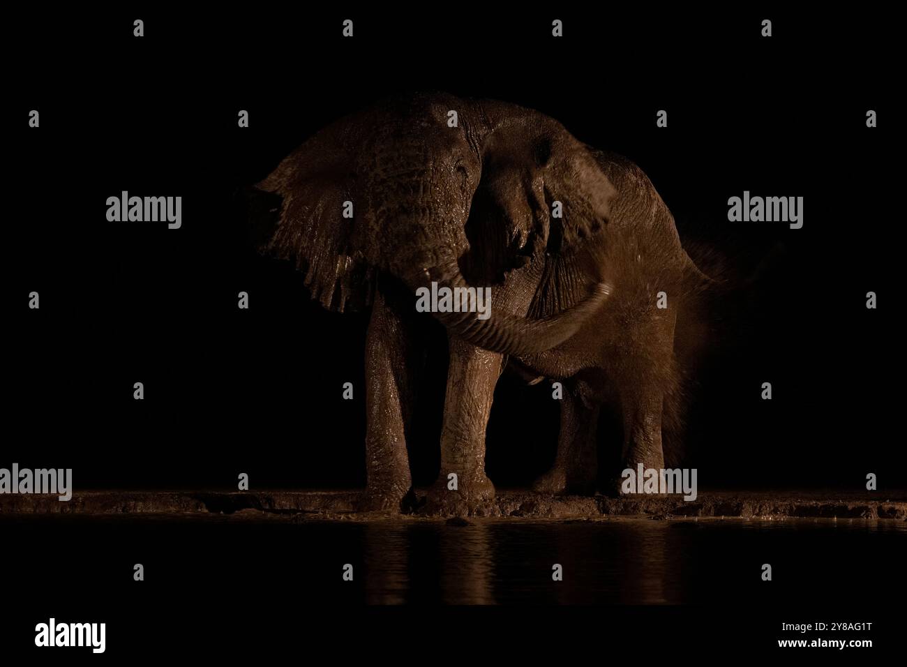 Elefante (Loxodonta africana) toro, Shompole, Kenya Foto Stock