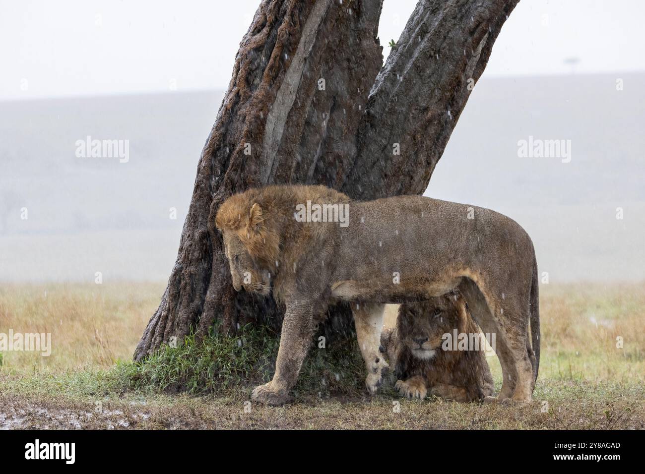 Leoni (Panthera leo) sotto la pioggia, Masai Mara, Kenya Foto Stock