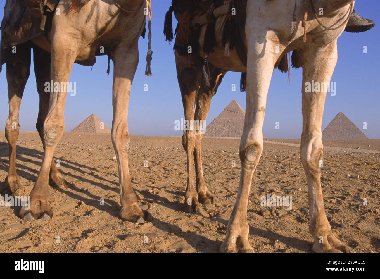 Gambe di cammello viste nel deserto con piramidi sullo sfondo, Egitto, Africa. Foto Stock