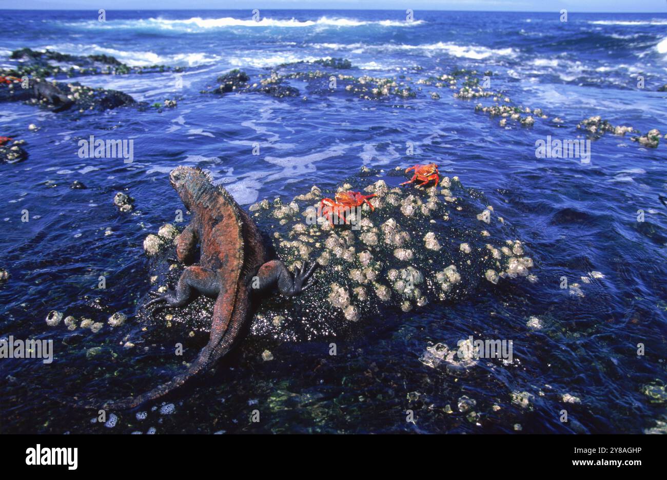 Un camaleonte e due granchi si trovano seduti sulla roccia in mezzo all'acqua. Foto Stock