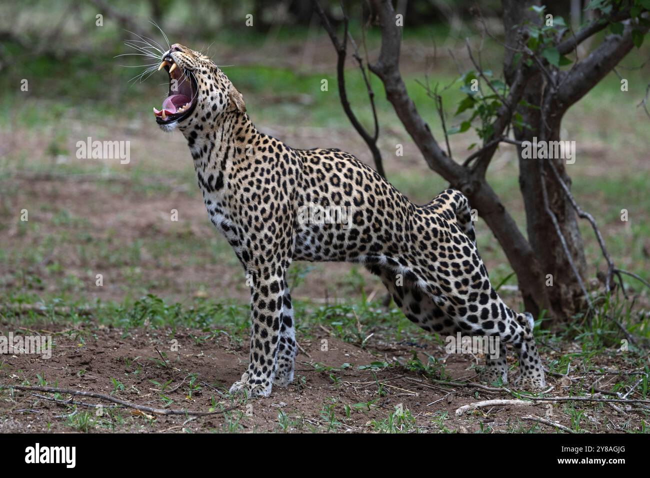 Sbadiglio del leopardo (Panthera pardus), riserva di caccia Mashatu, Botswana Foto Stock