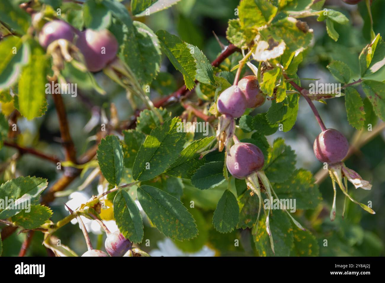 Primo piano di rosehips viola che crescono su un ramo con foglie verdi Foto Stock