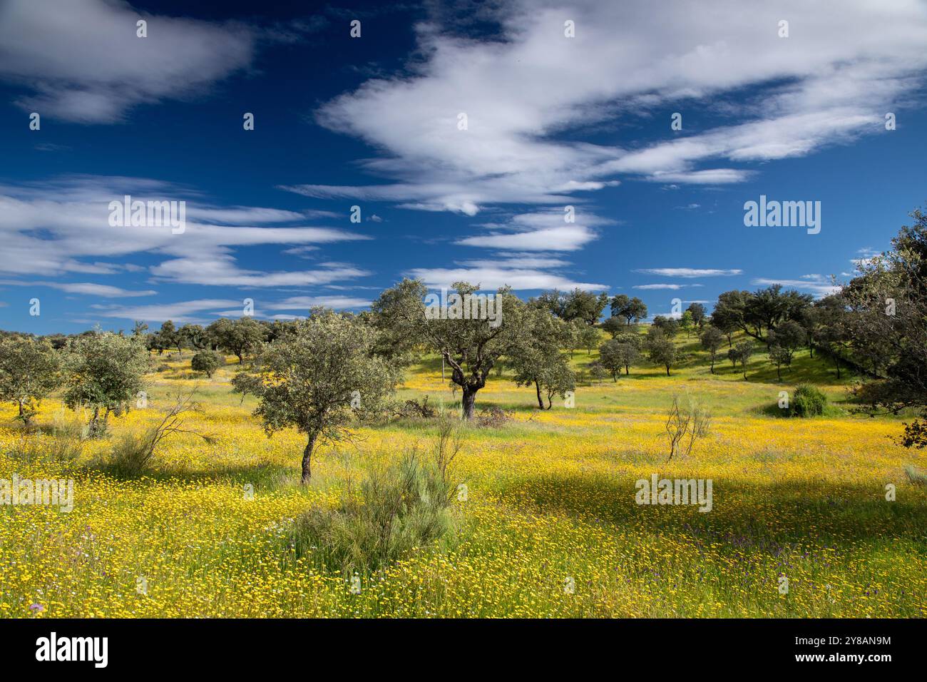 Quercia Holm, quercia Evergreen, quercia Holly, quercia Evergreen (Quercus ilex), Dehesa in primavera, prati fioriti con lecci, Spagna, Estremadura, Torrejon el Foto Stock