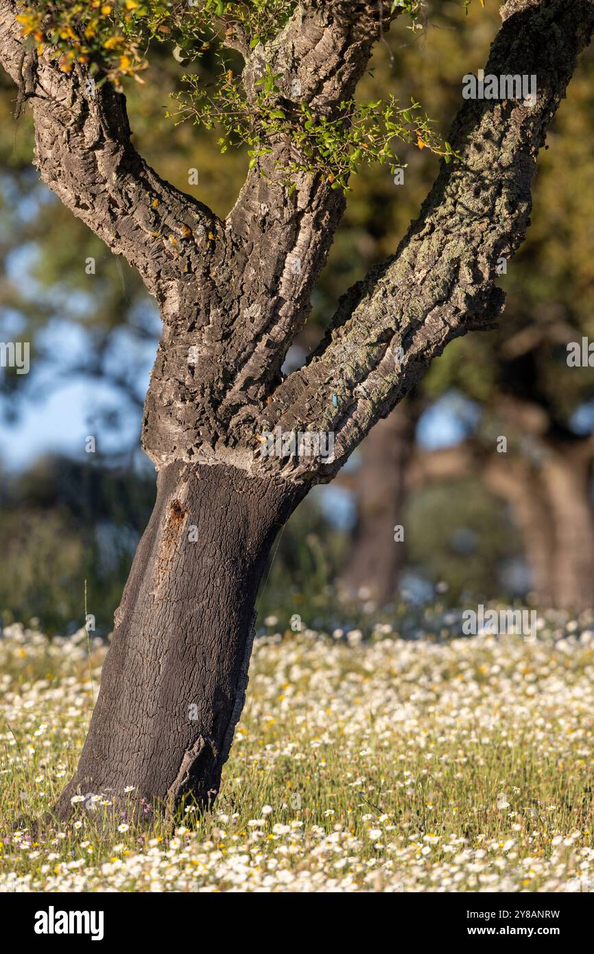 Quercia di sughero (Quercus suber), si trova in un prato fiorito, tronco sbucciato, Spagna, Estremadura, Salorino Foto Stock