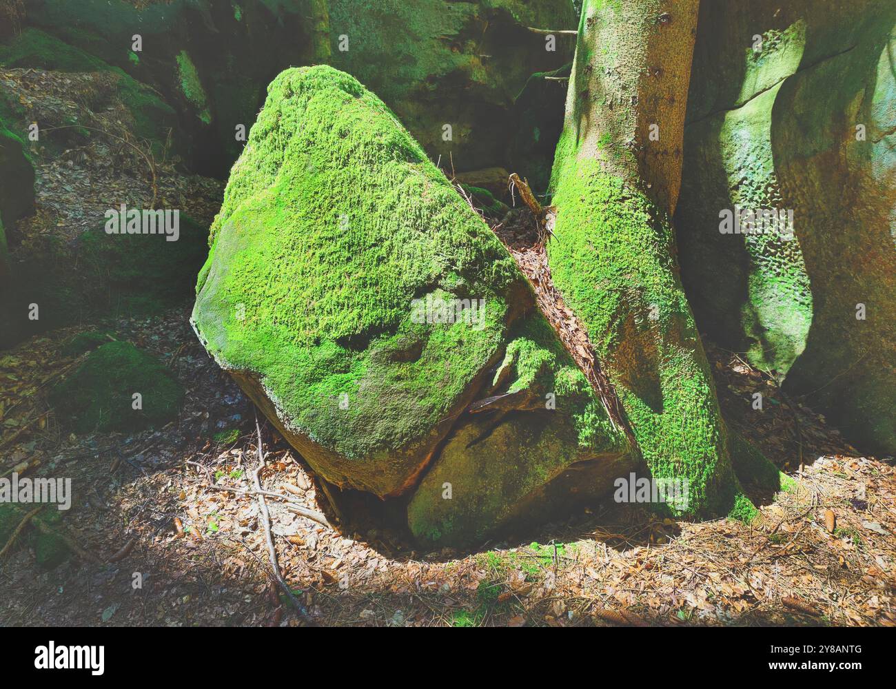 Bizzarre rocce muschiate di arenaria rossa nel Sauerschweiz, Parco naturale Suedeifel, Germania, Renania-Palatinato, Parco naturale Suedeifel, Irrel Foto Stock