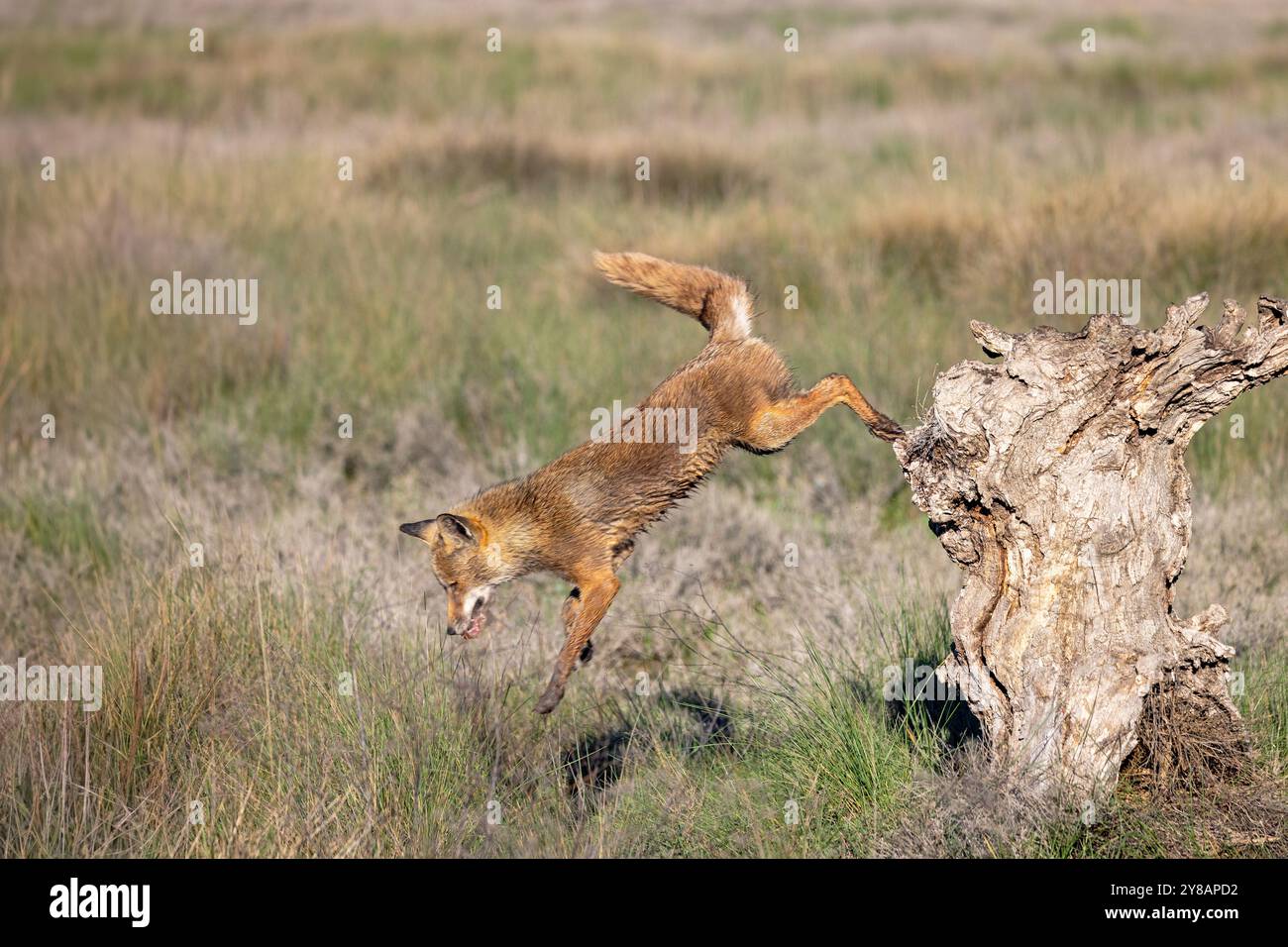 Volpe rossa (Vulpes vulpes), salta con la preda dal ceppo di alberi nella palude, Spagna, Castilla-la Mancha Foto Stock
