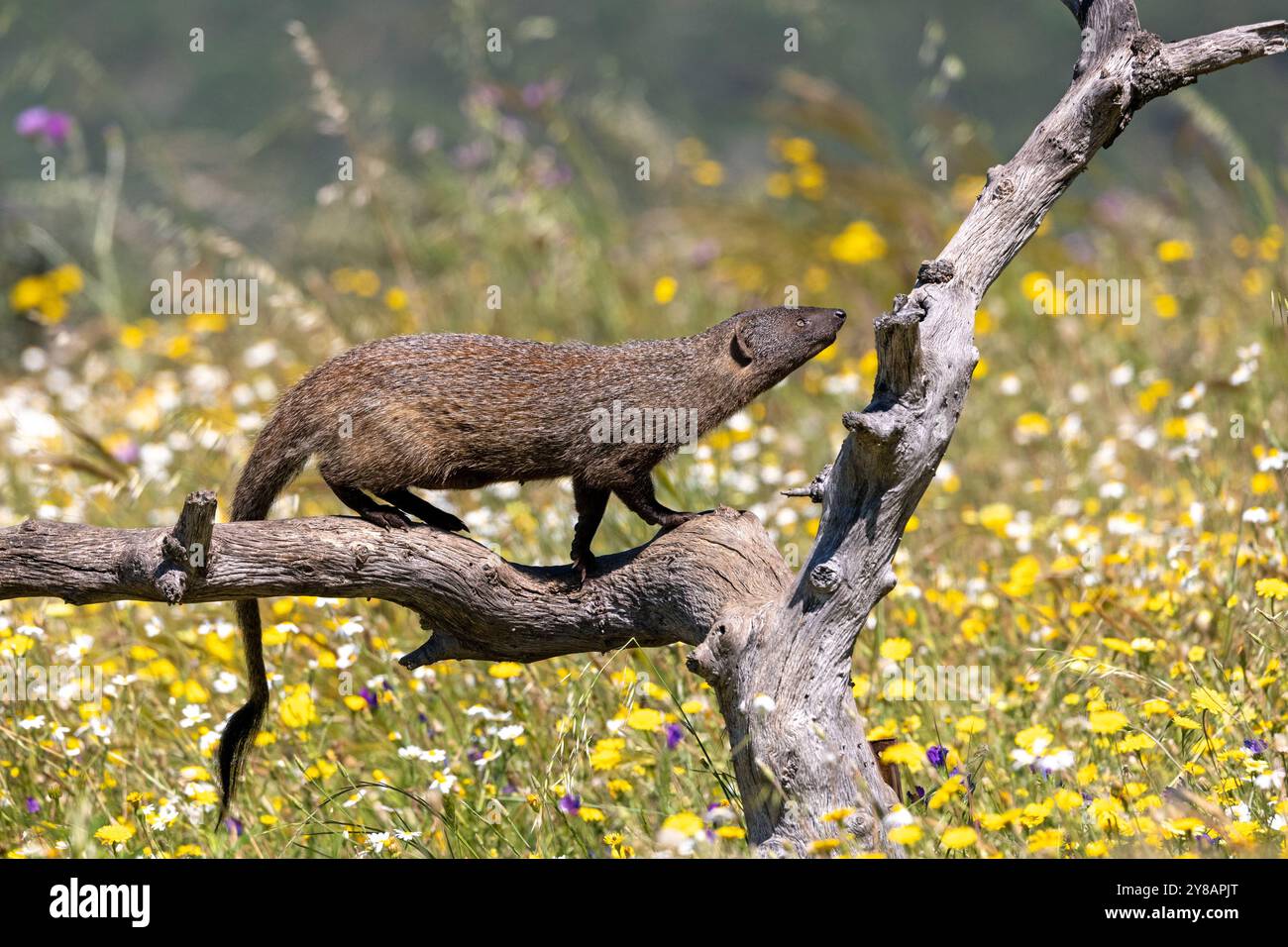 Mangusta egiziana (Herpestes ichneumon), camminando su un albero morto, Spagna, Estremadura, Salorino Foto Stock