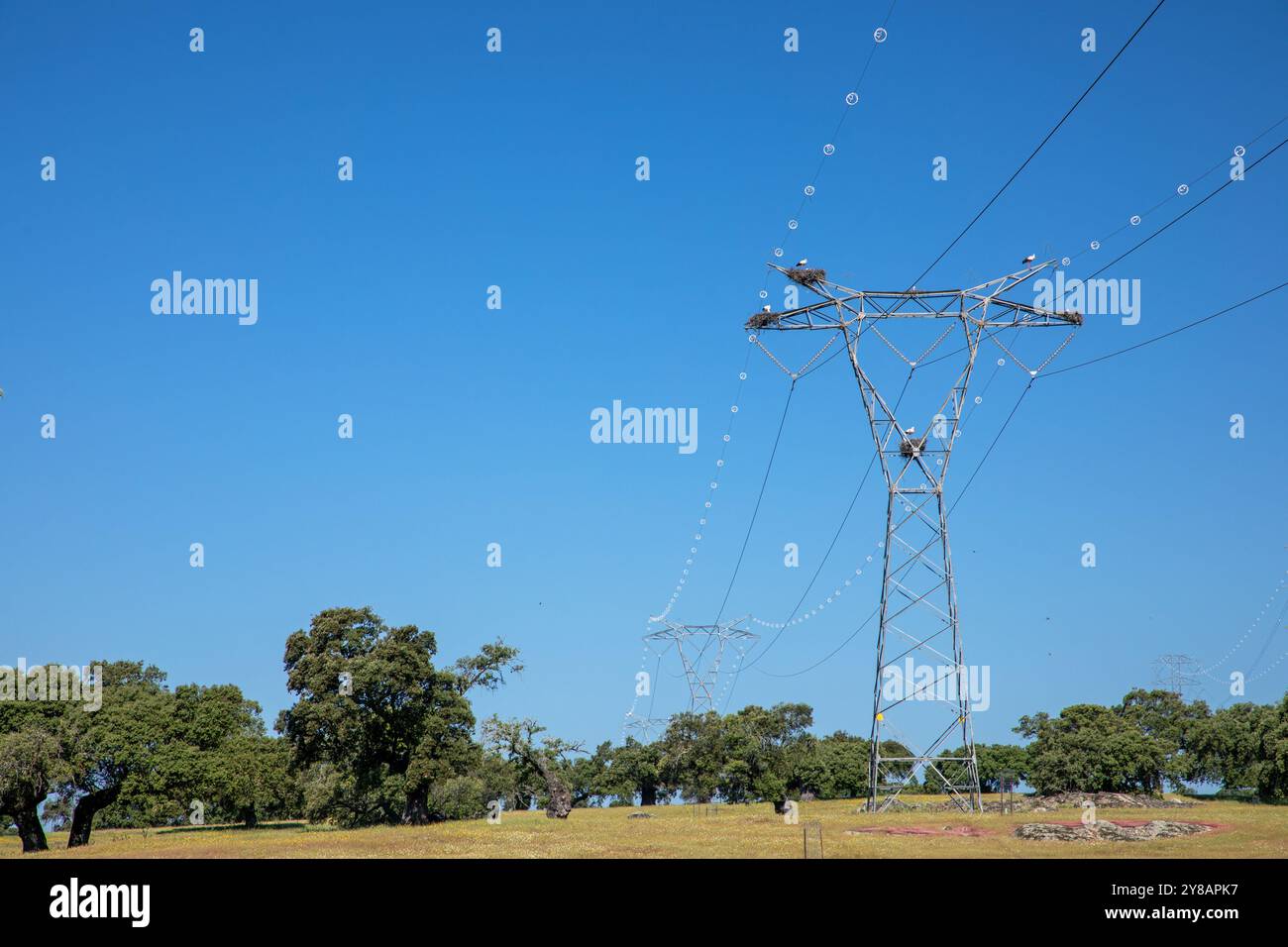 Cicogna bianca (Ciconia ciconia), cicogne che nidificano su un pilone ad alta tensione in una dehesa, Spagna, Estremadura, Alcantara Foto Stock