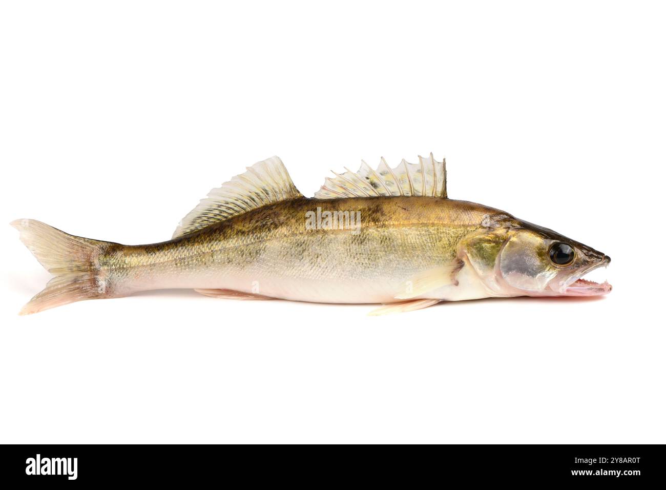 Pesce del fiume Zander. Pesce persico isolato su sfondo bianco. Foto Stock
