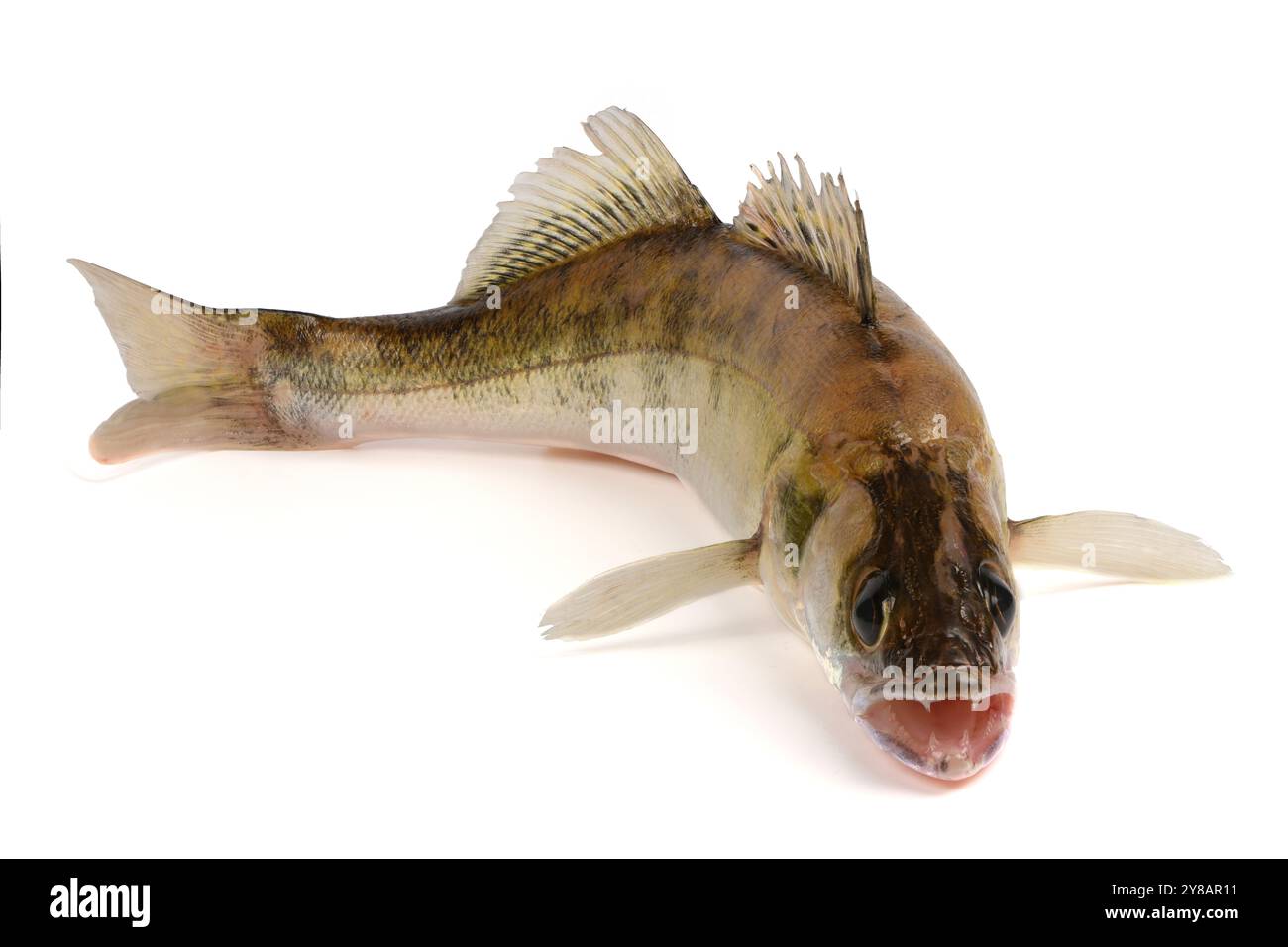 Pesce del fiume Zander. Pesce persico isolato su sfondo bianco. Foto Stock