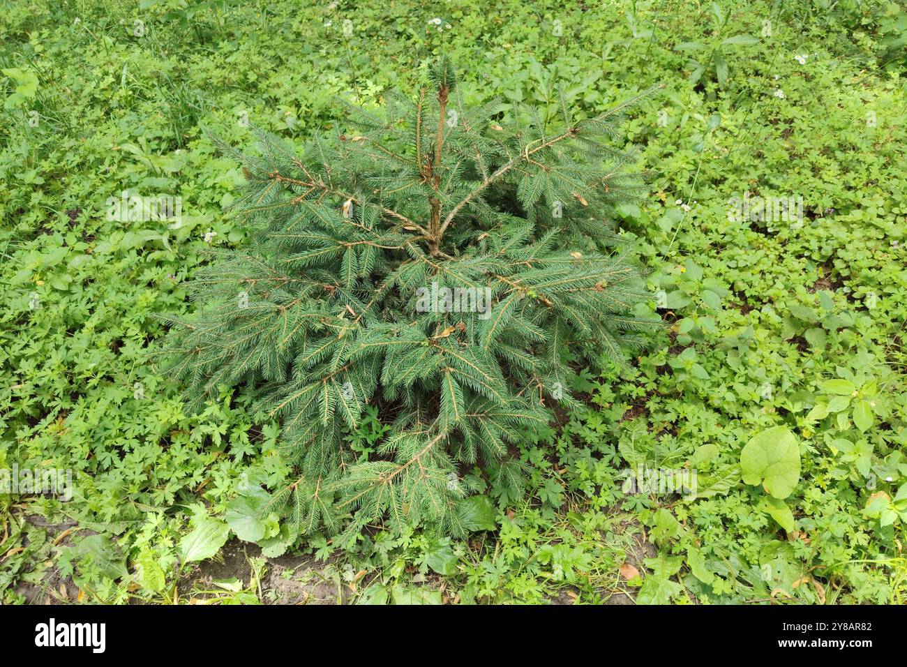 Un piccolo abete rosso in una radura della foresta. Gli alberelli di pino crescono nel raddrizzarsi nella foresta. Foto Stock