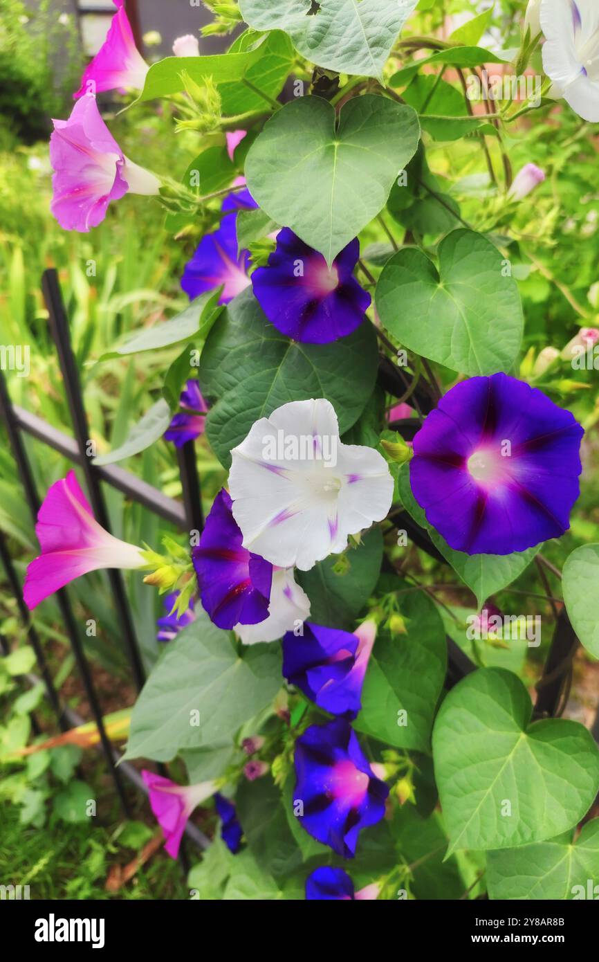 I fiori di Convolvolo sulla recinzione. Convolvulus sabatius con i suoi bellissimi fiori blu/viola. Foto Stock