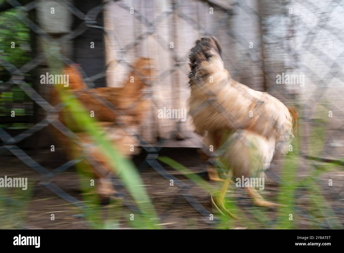 Polli in coop di pollo in movimento sfocato Foto Stock