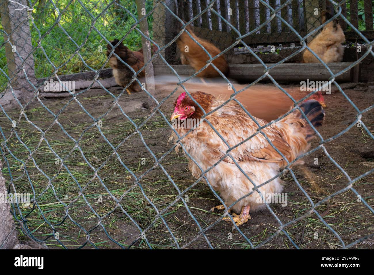 Una gallina si ferma mentre un'altra cammina di fretta con la sfocatura del movimento Foto Stock