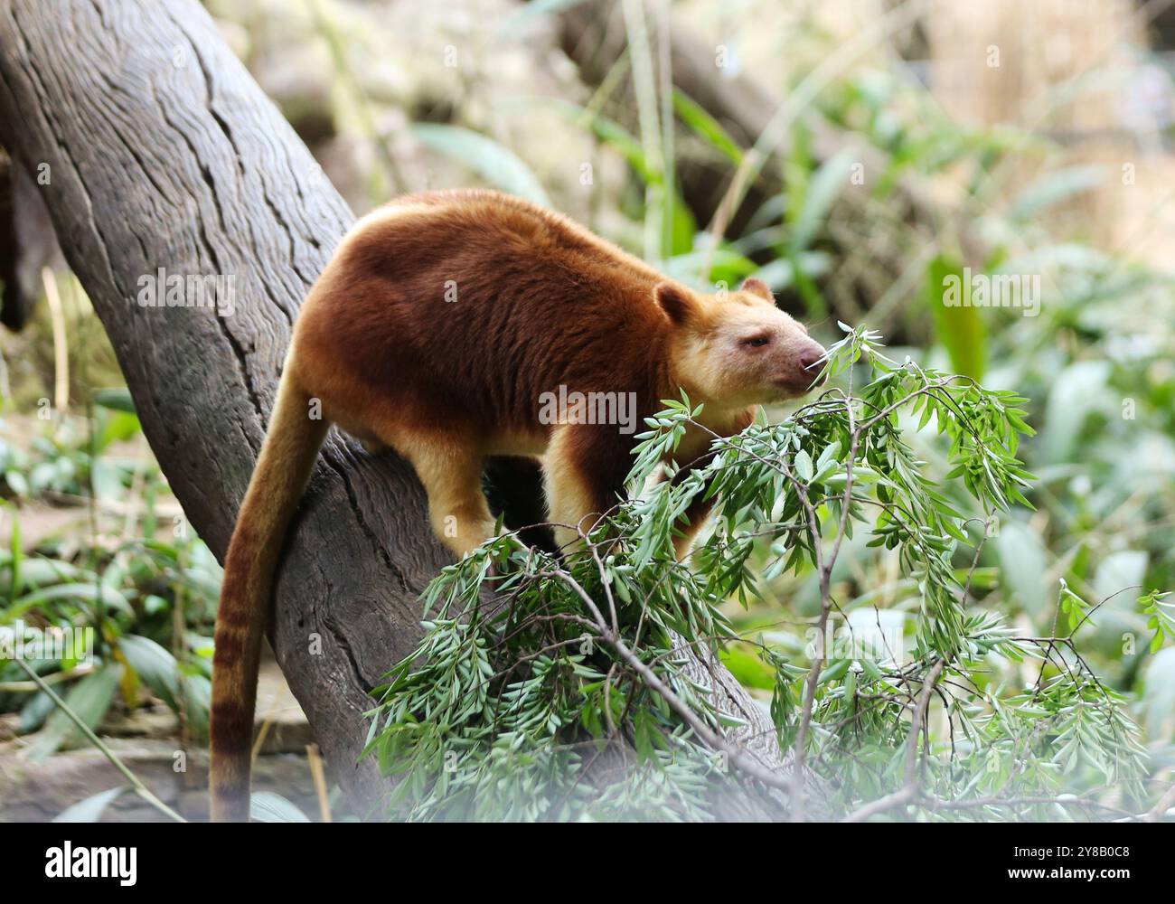 Sydney, Australia. 4 ottobre 2024. Un canguro di alberi è visto al Featherdale Sydney Wildlife Park di Sydney, Australia, 4 ottobre 2024. Il Featherdale Sydney Wildlife Park, situato nella parte occidentale di Sydney, offre una vasta gamma di specie australiane iconiche, dai canguri e koala agli emù e ai vombati. La giornata mondiale degli animali si celebra ogni anno il 4 ottobre. Credito: Ma Ping/Xinhua/Alamy Live News Foto Stock