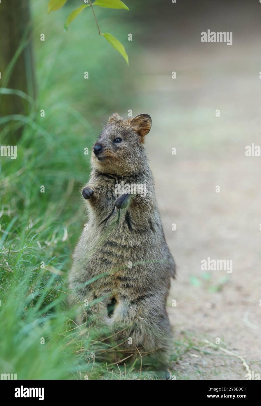 Sydney, Australia. 4 ottobre 2024. Un quokka è visto al Featherdale Sydney Wildlife Park di Sydney, Australia, 4 ottobre 2024. Il Featherdale Sydney Wildlife Park, situato nella parte occidentale di Sydney, offre una vasta gamma di specie australiane iconiche, dai canguri e koala agli emù e ai vombati. La giornata mondiale degli animali si celebra ogni anno il 4 ottobre. Credito: Ma Ping/Xinhua/Alamy Live News Foto Stock