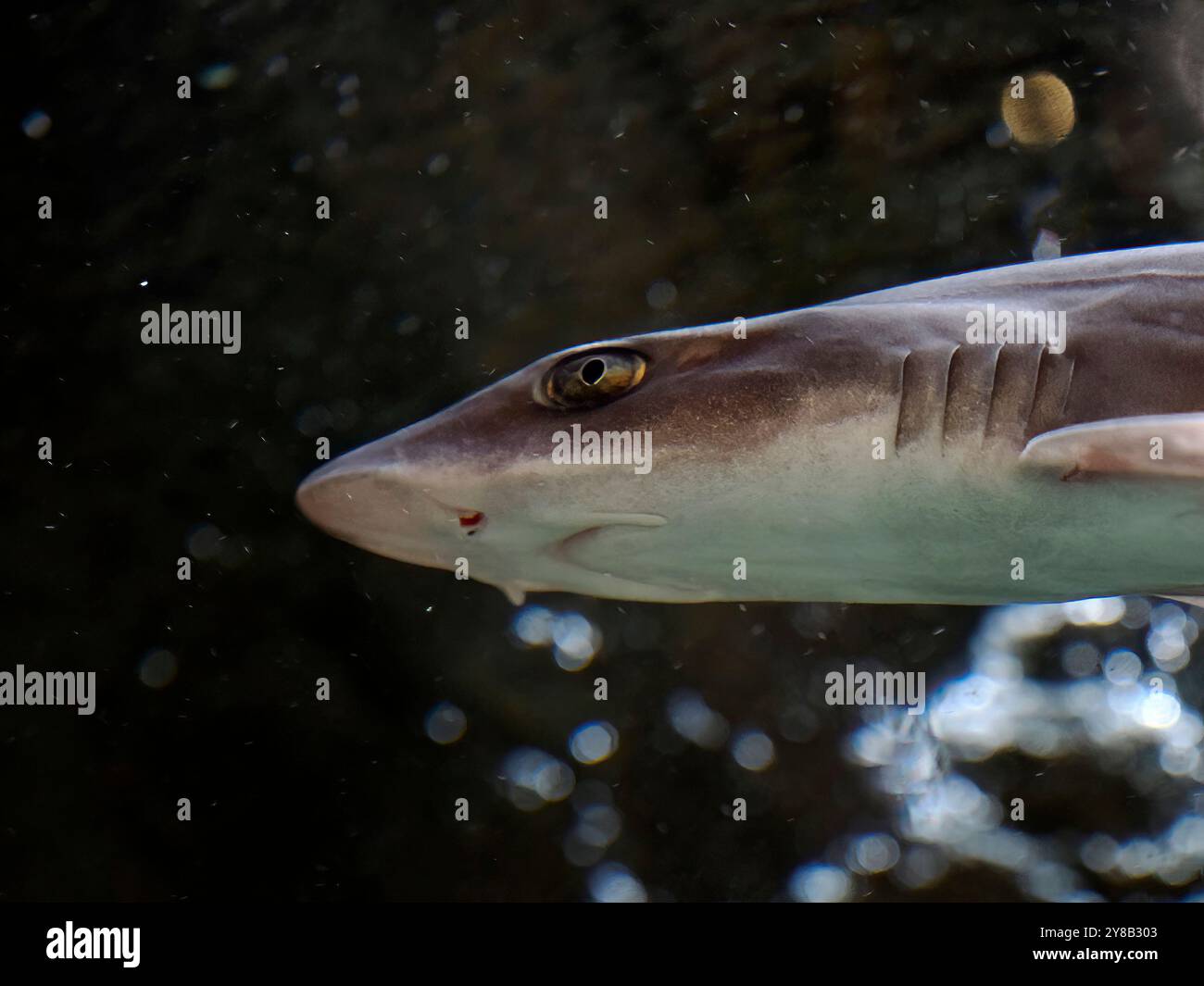 Uno squalo gattino sott'acqua ritratto da vicino Foto Stock