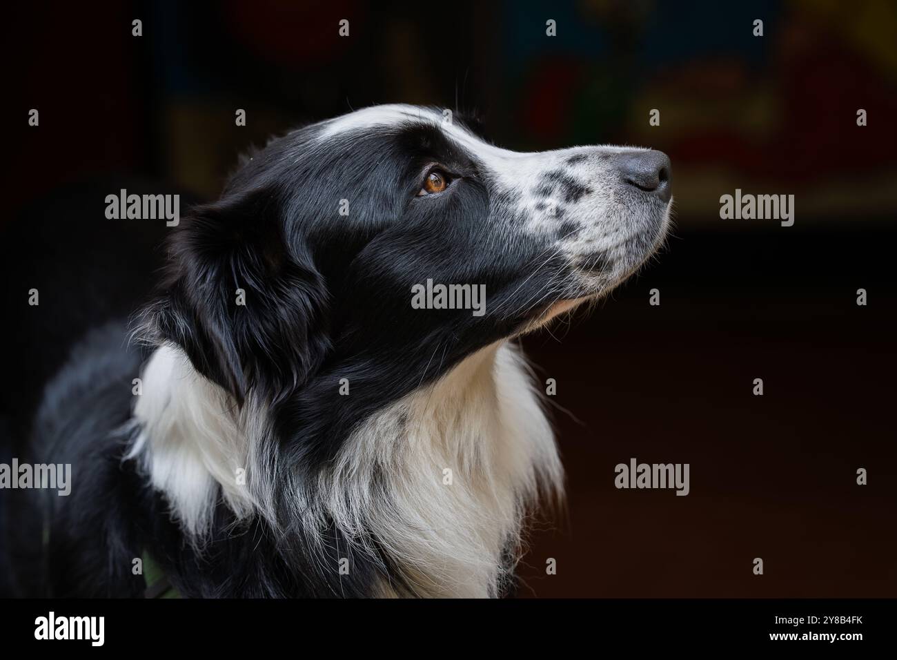 Ritratto collie di bordo attento che guarda verso l'alto. Concetto di obbedienza animale domestico. Cane da collie con bordo bianco e nero che guarda in alto. Foto Stock
