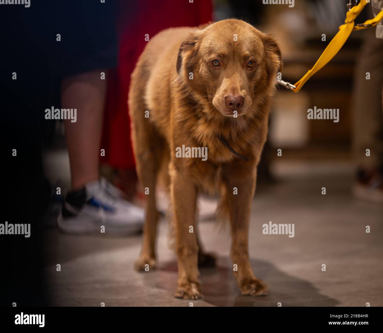 Cane di razza mista (mongrel) nella caffetteria. Primo piano di un cane di razza mista in piedi sullo sfondo della coda della caffetteria. Foto Stock Cane di razza mista (mongrel) nella caffetteria. Primo piano di un cane di razza mista in piedi sullo sfondo della coda della caffetteria. Foto Stock