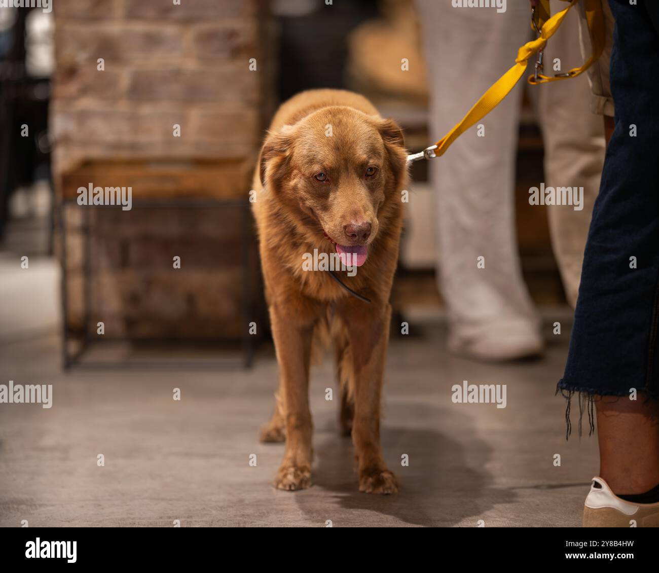 Cane di razza mista a bocca aperta (mongrel) nella caffetteria. Primo piano di un cane di razza mista in piedi sullo sfondo della coda della caffetteria. Foto Stock Cane di razza mista a bocca aperta (mongrel) nella caffetteria. Primo piano di un cane di razza mista in piedi sullo sfondo della coda della caffetteria. Foto Stock