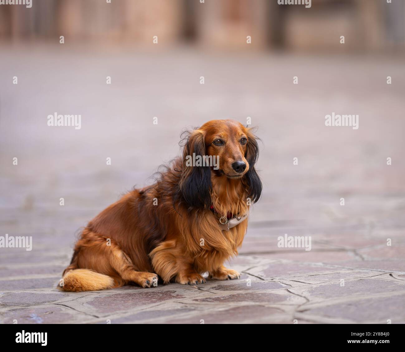 Ritratto di cane Dachshund rosso dai capelli lunghi. Ritratto di un dachshund dai capelli lunghi di colore rosso seduto su una strada vuota al mattino, Venezia. Foto Stock